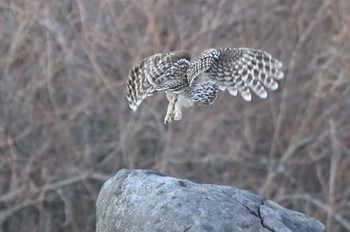 Ural Owl 8獲物に向かう Sat, 1/7/2023