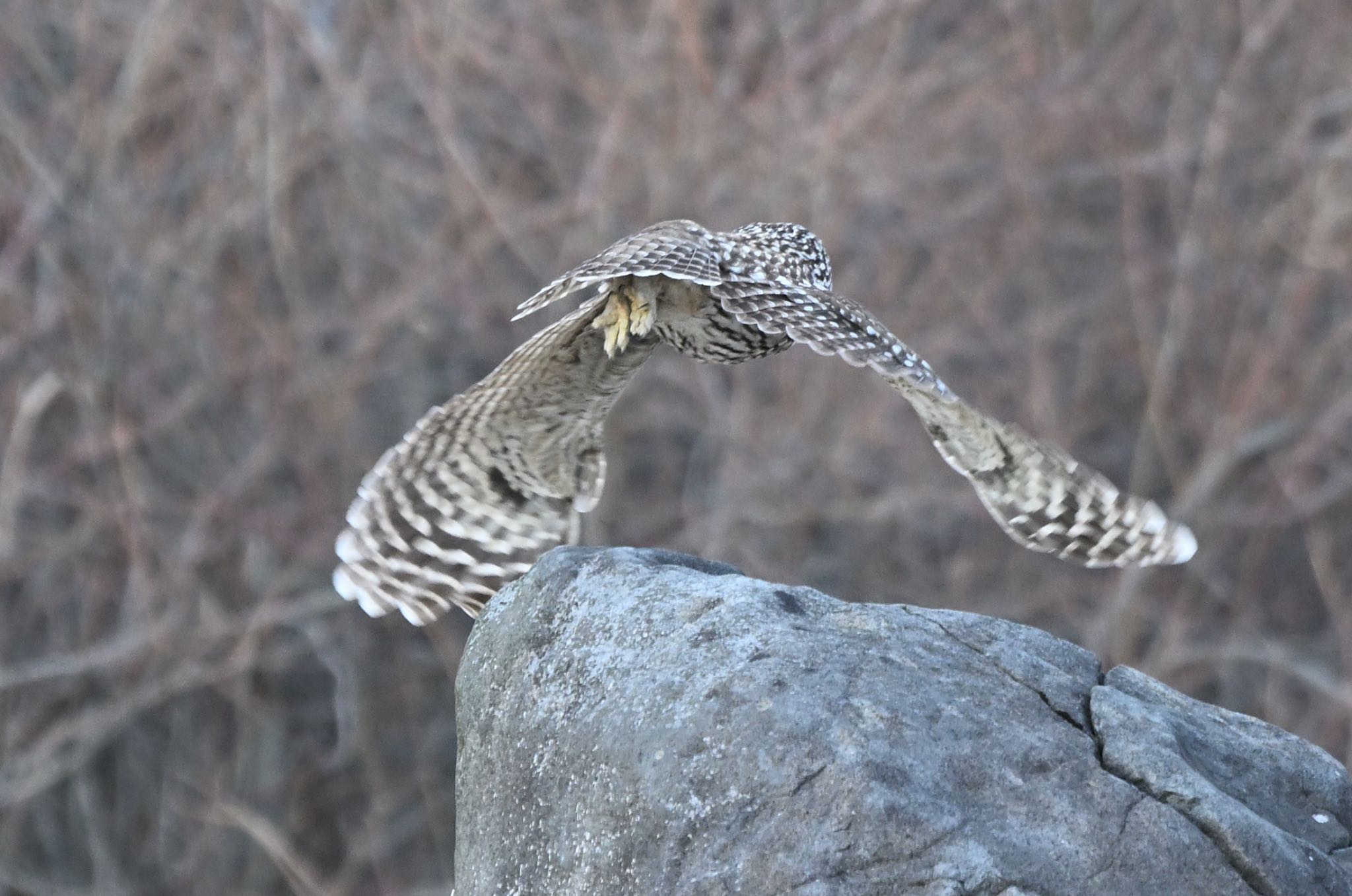 Photo of Ural Owl at 7獲物に向かう by アカウント5227