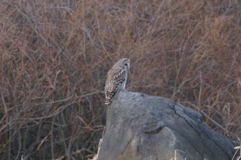 Ural Owl 試し撮り Sat, 1/7/2023