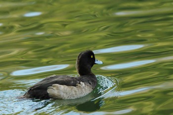 Tufted Duck 武蔵関公園(練馬区) Sat, 1/7/2023