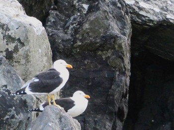 ミナミオオセグロカモメ Milford Sound, New Zealand 2022年12月31日(土)