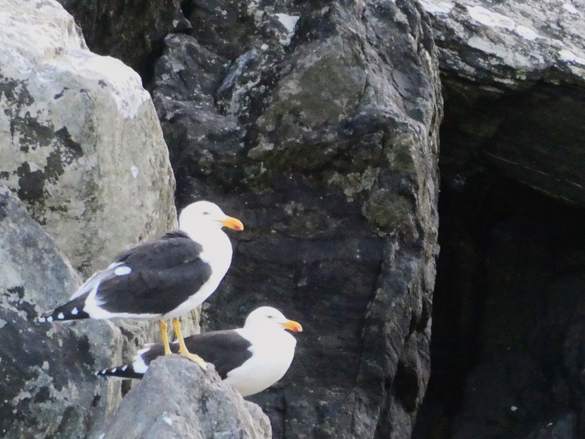 Milford Sound, New Zealand ミナミオオセグロカモメの写真 by Maki