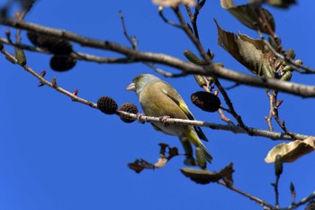 カワラヒワ 滋賀県甲賀市甲南町創造の森 2023年1月11日(水)