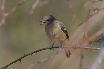 ジョウビタキ 滋賀県甲賀市甲南町創造の森 2023年1月11日(水)