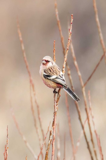 Siberian Long-tailed Rosefinch Izunuma Mon, 1/9/2023