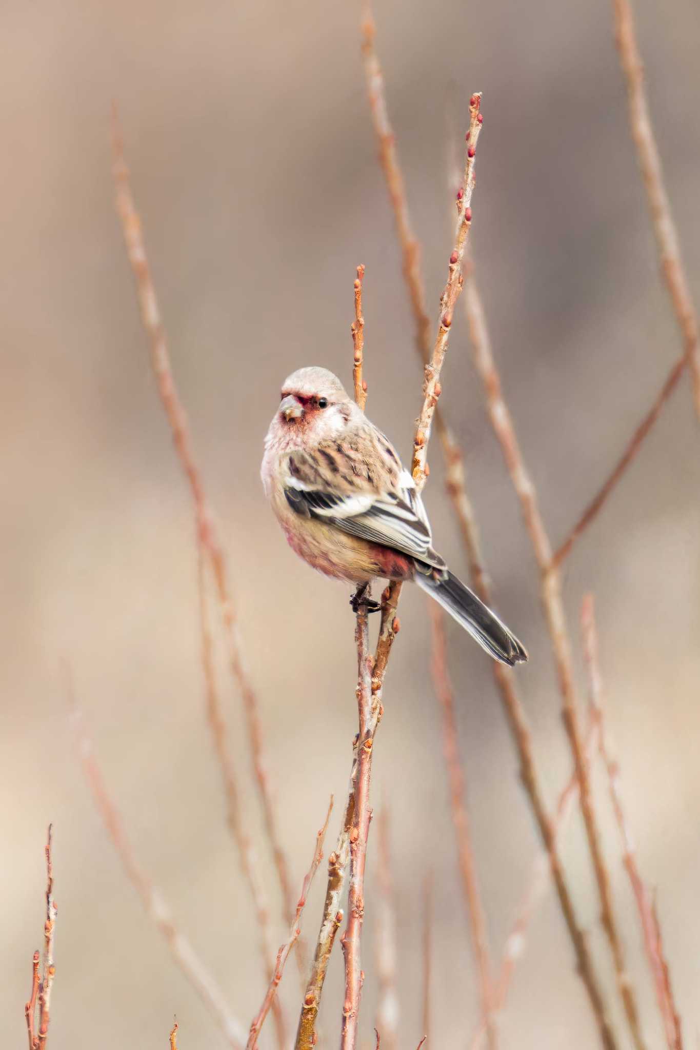 Photo of Siberian Long-tailed Rosefinch at Izunuma by LeoLeoNya