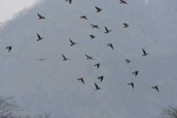 2023年1月9日(月) 滋賀県の野鳥観察記録