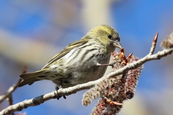 Eurasian Siskin 北海道 函館市 東山 Fri, 3/30/2018