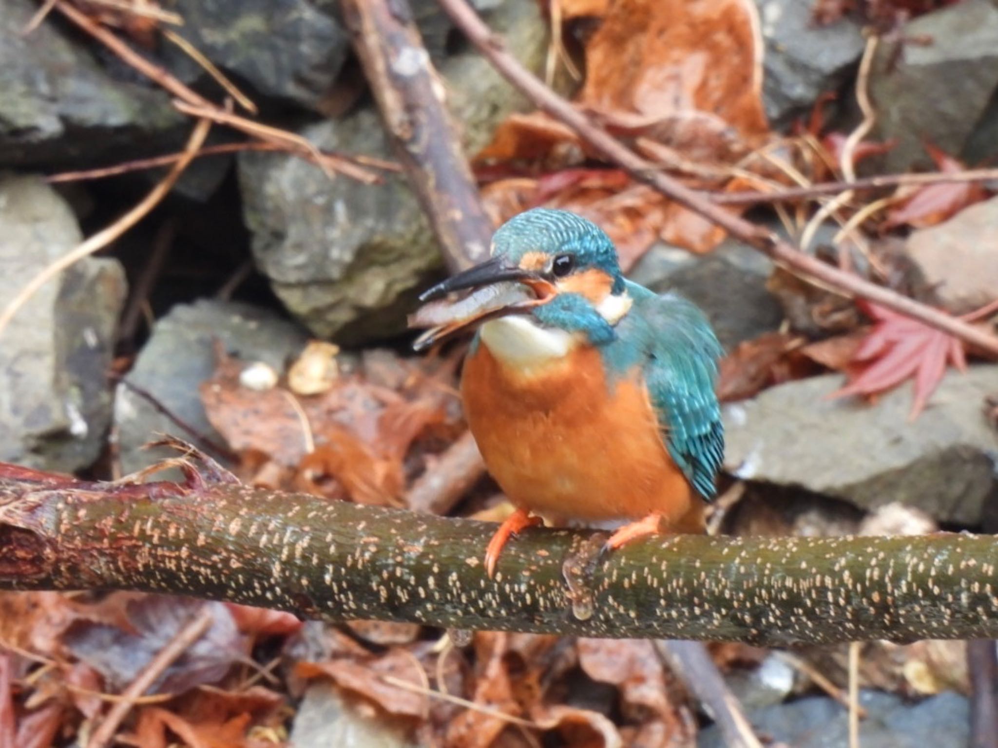 Common Kingfisher