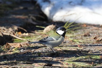 Japanese Tit 北海道 函館市 東山 Fri, 3/30/2018