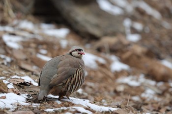 Chukar Partridge 中国河南省 Mon, 12/31/2018