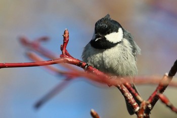 Coal Tit 北海道 函館市 東山 Fri, 3/30/2018