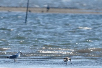 Bar-tailed Godwit 千葉県 Sun, 3/25/2018