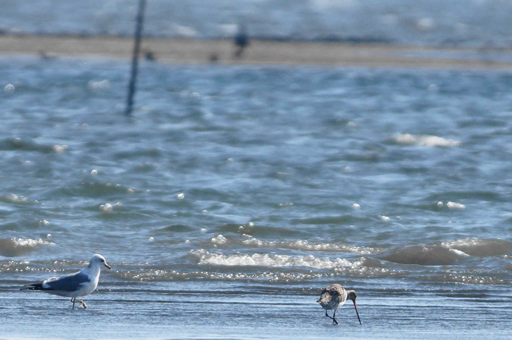 Photo of Bar-tailed Godwit at 千葉県 by bea