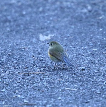 Red-flanked Bluetail 宮ヶ瀬 Wed, 1/11/2023
