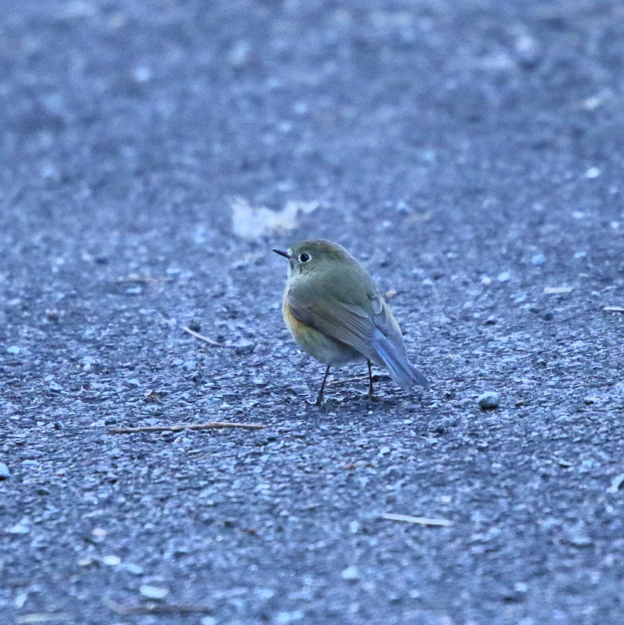 Photo of Red-flanked Bluetail at 宮ヶ瀬 by Tak4628