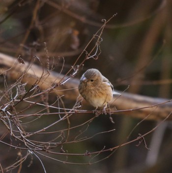 2023年1月11日(水) 宮ヶ瀬 早戸川林道の野鳥観察記録