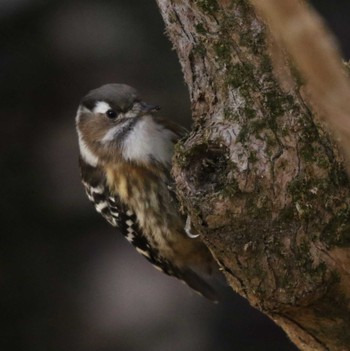 Japanese Pygmy Woodpecker 宮ヶ瀬 早戸川林道 Wed, 1/11/2023