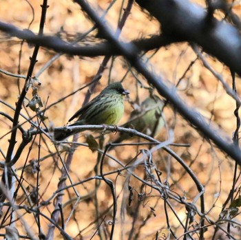 Masked Bunting 宮ヶ瀬 早戸川林道 Wed, 1/11/2023