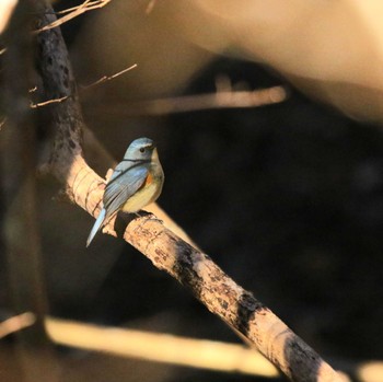 Red-flanked Bluetail 宮ヶ瀬 早戸川林道 Wed, 1/11/2023