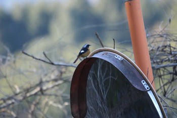 Daurian Redstart 宮ヶ瀬 早戸川林道 Wed, 1/11/2023