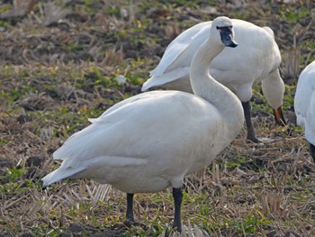 Tundra Swan(columbianus) 大沼(宮城県仙台市) Wed, 1/11/2023