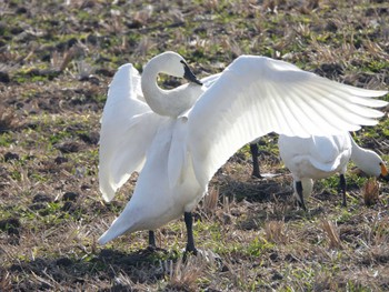 Tundra Swan(columbianus) 大沼(宮城県仙台市) Wed, 1/11/2023