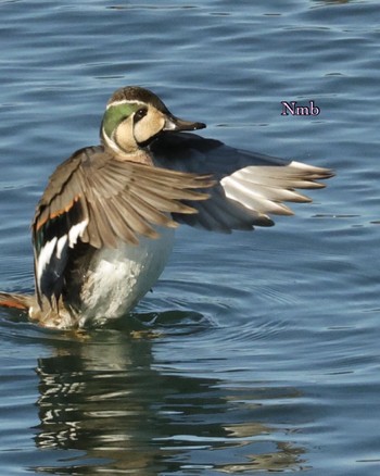 Baikal Teal Unknown Spots Unknown Date