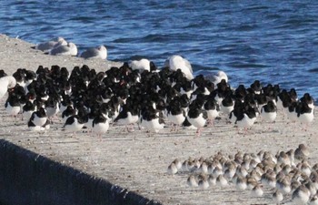 ミヤコドリ ふなばし三番瀬海浜公園 2023年1月4日(水)