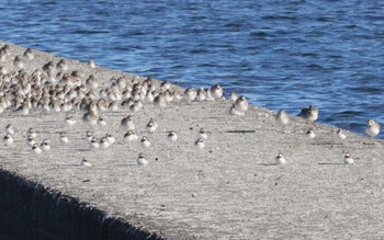 シロチドリ ふなばし三番瀬海浜公園 2023年1月4日(水)