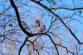 2023年1月10日(火) 駒場野公園(目黒区)の野鳥観察記録