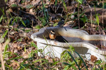 Varied Tit 駒場野公園(目黒区) Tue, 1/10/2023