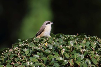 Brown Shrike Ishigaki Island Tue, 3/27/2018