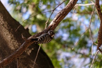 Japanese Pygmy Woodpecker 駒場野公園(目黒区) Tue, 1/10/2023