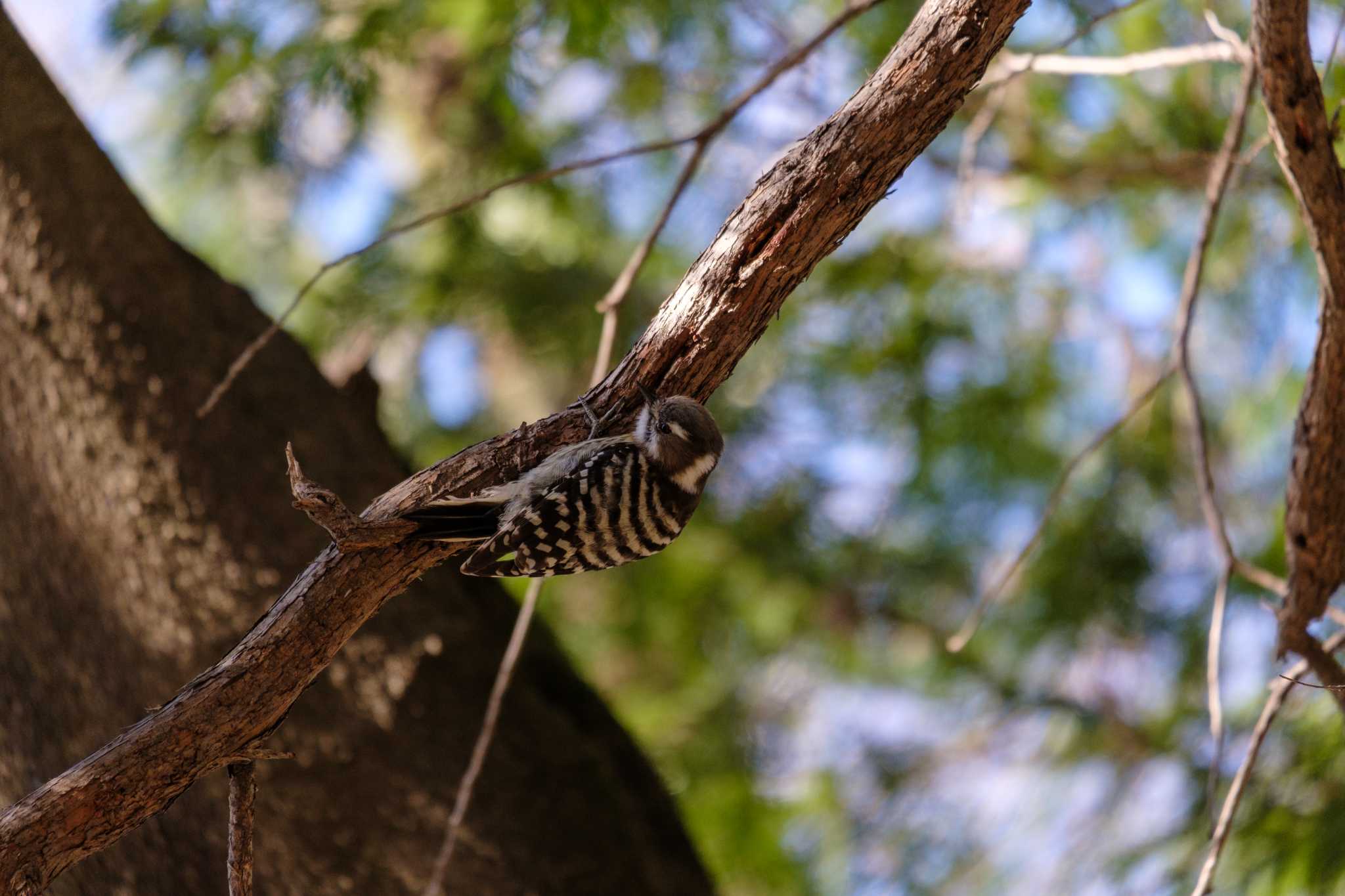 Photo of Japanese Pygmy Woodpecker at 駒場野公園(目黒区) by hidebonn