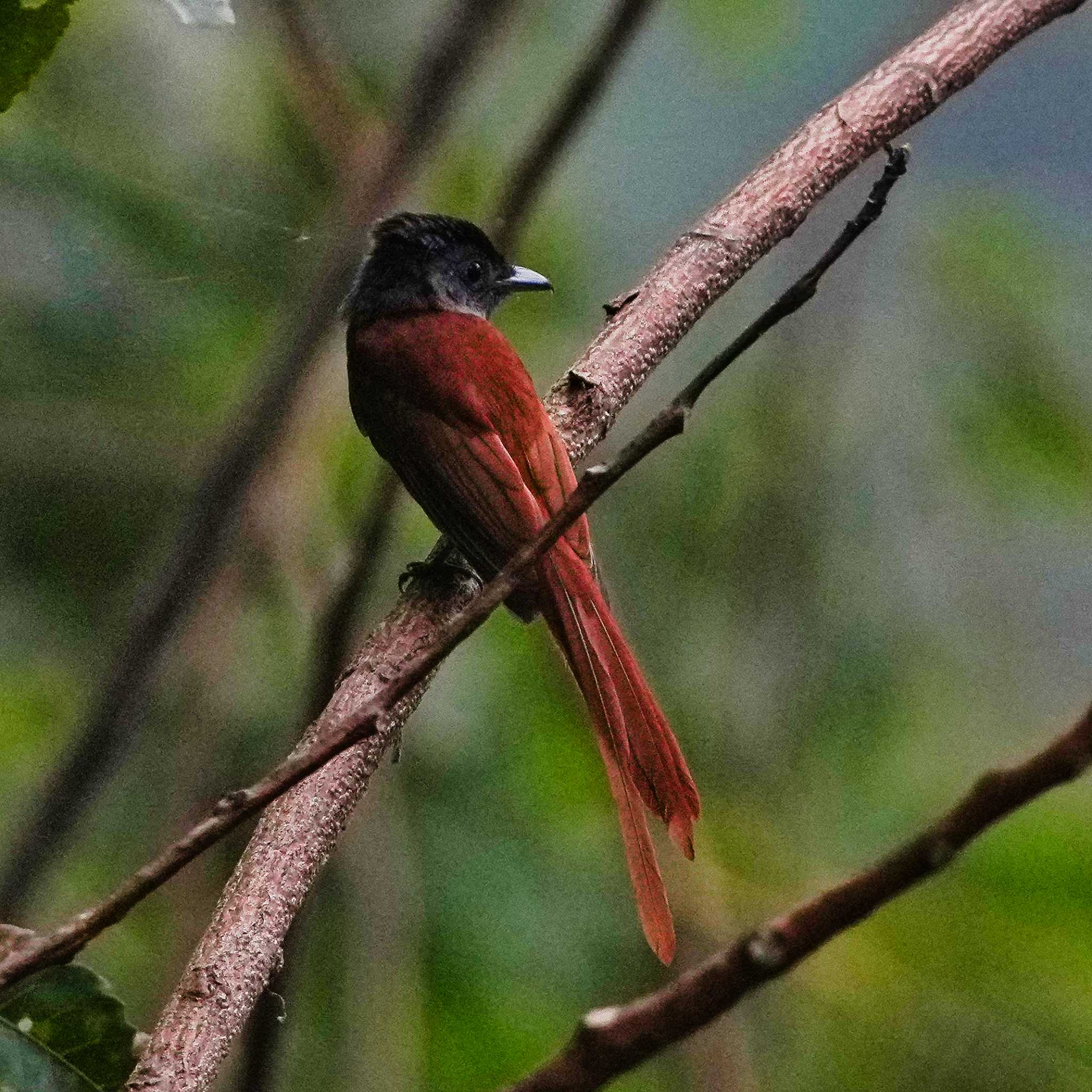 Photo of Blyth's Paradise Flycatcher at Khao Chi Hon No Hunting Wildlife Area by span265