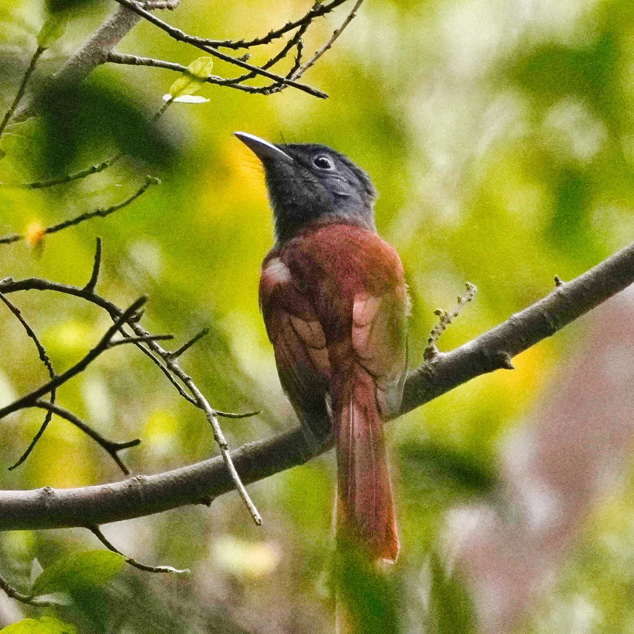 Photo of Blyth's Paradise Flycatcher at Khao Chi Hon No Hunting Wildlife Area by span265