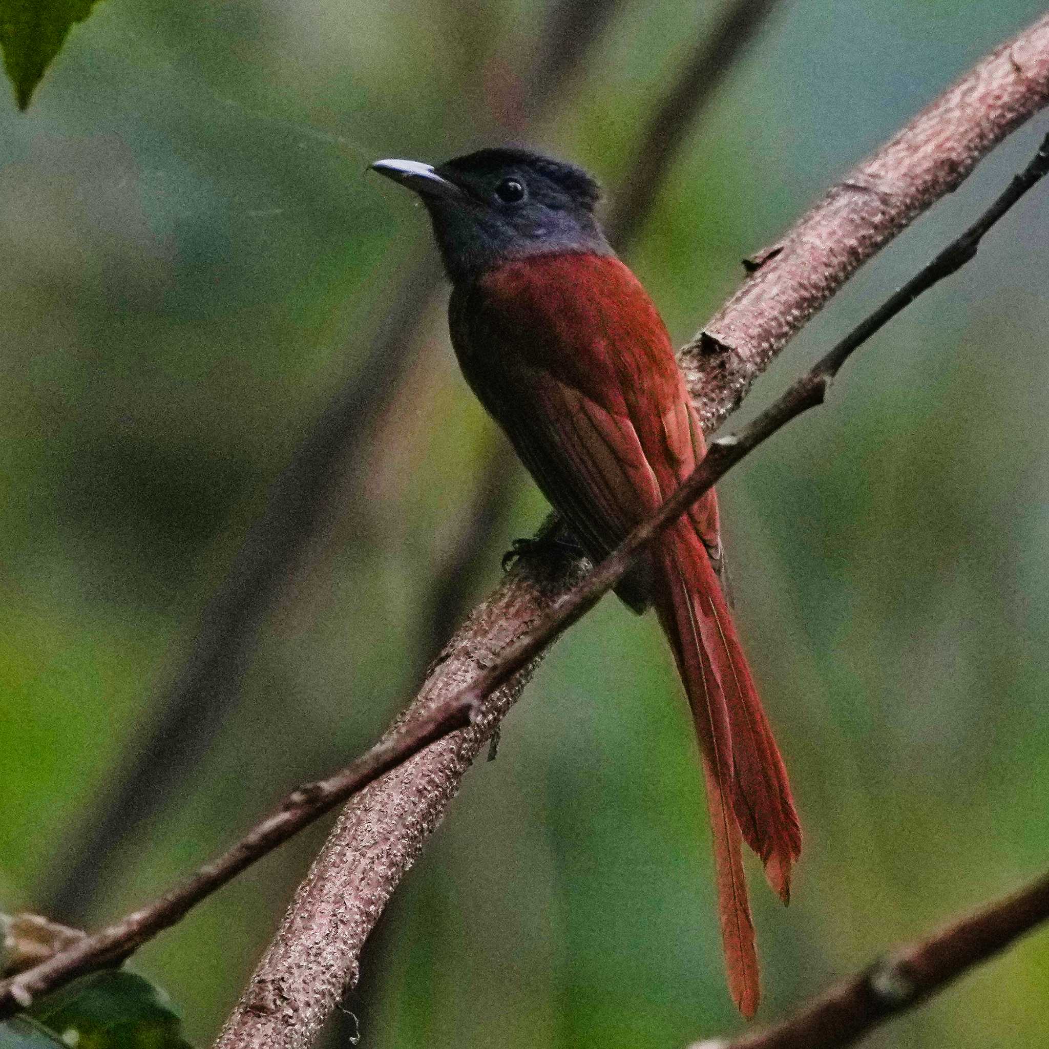 Photo of Blyth's Paradise Flycatcher at Khao Chi Hon No Hunting Wildlife Area by span265