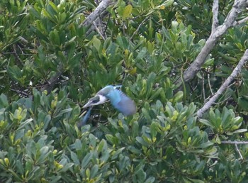 Collared Kingfisher Manko Waterbird & Wetland Center  Sat, 3/24/2018