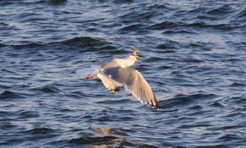 Vega Gull 習志野親水護岸 Wed, 1/4/2023