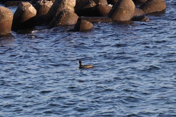 Eurasian Coot 習志野親水護岸 Wed, 1/4/2023