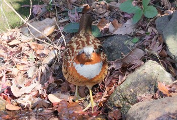 2023年1月9日(月) 東京都立桜ヶ丘公園(聖蹟桜ヶ丘)の野鳥観察記録