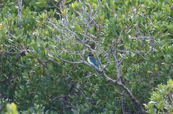 Collared Kingfisher Manko Waterbird & Wetland Center  Sat, 3/24/2018