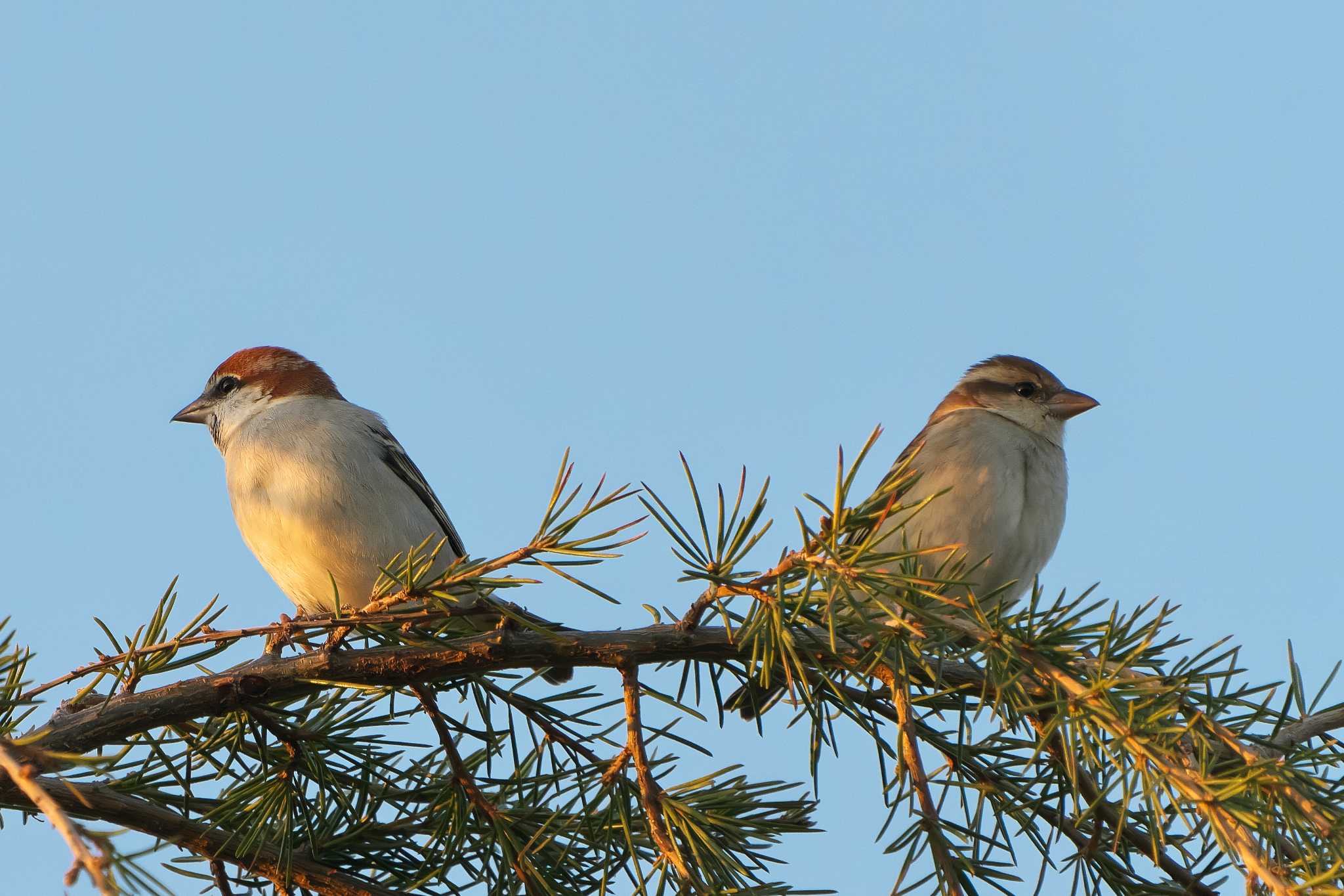 Russet Sparrow