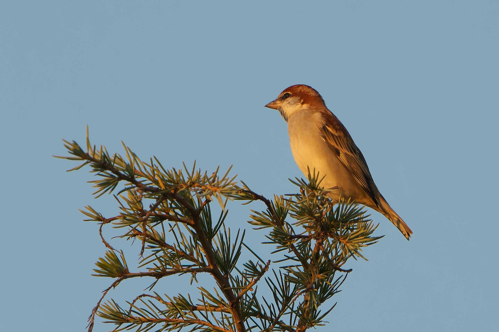 Russet Sparrow