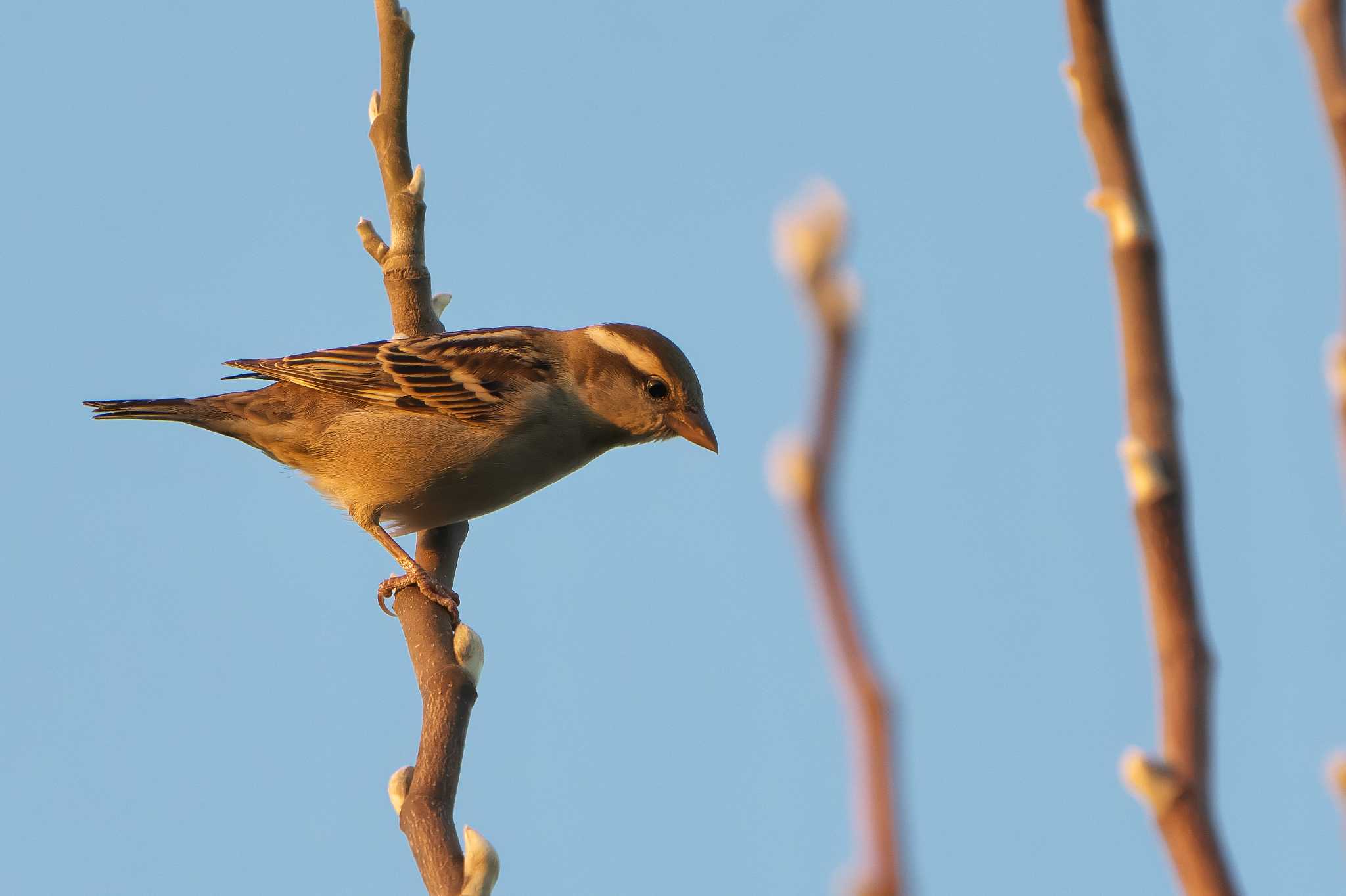 Russet Sparrow