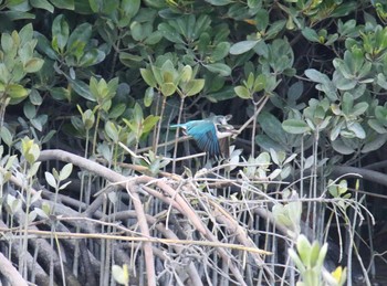 Collared Kingfisher Manko Waterbird & Wetland Center  Sat, 3/24/2018