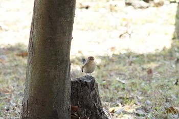 Red-breasted Flycatcher 埼玉県 Wed, 1/11/2023