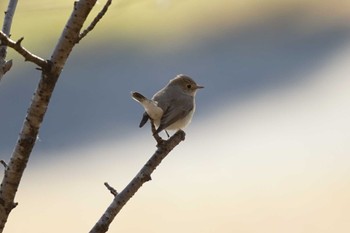 Red-breasted Flycatcher 埼玉県 Wed, 1/11/2023