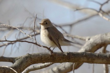 Red-breasted Flycatcher 埼玉県 Wed, 1/11/2023